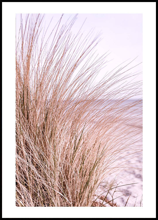 Pink Beach Grass Plakat - Posterbox.no