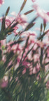A close-up view of a field of vibrant pink flowers, with the delicate petals and stems creating a sense of depth and movement.