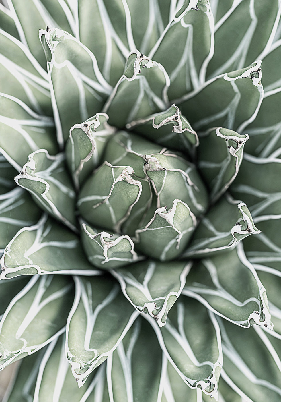 a close up view of a large green plant