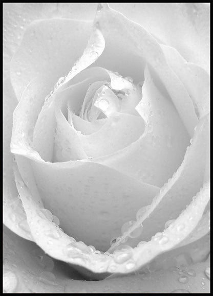 White Rose Plakat - Posterbox.no