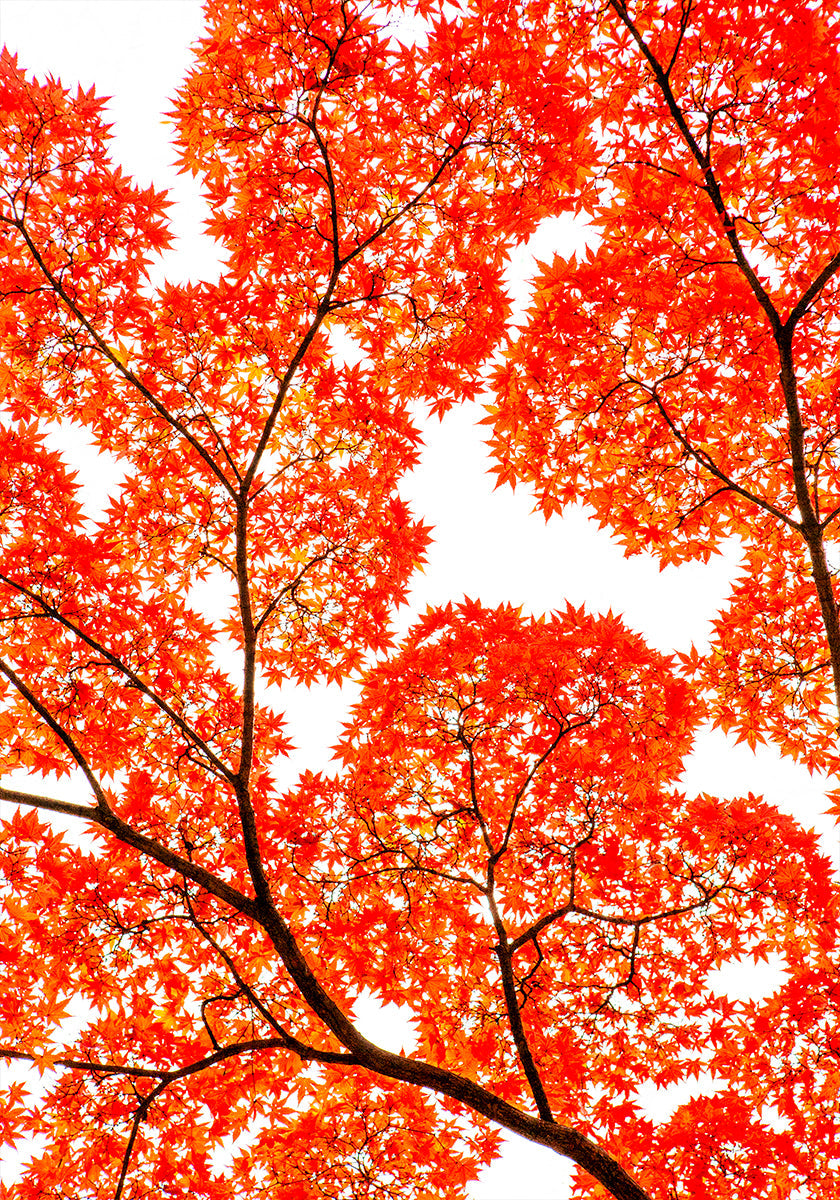 Geometry of Autumn Silence Poster