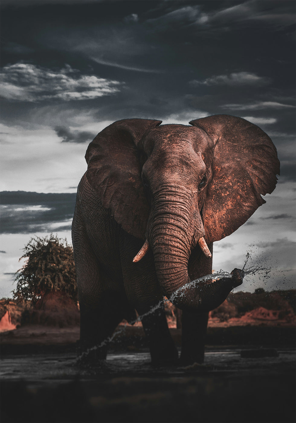 Majestic Elephant in Nature Poster