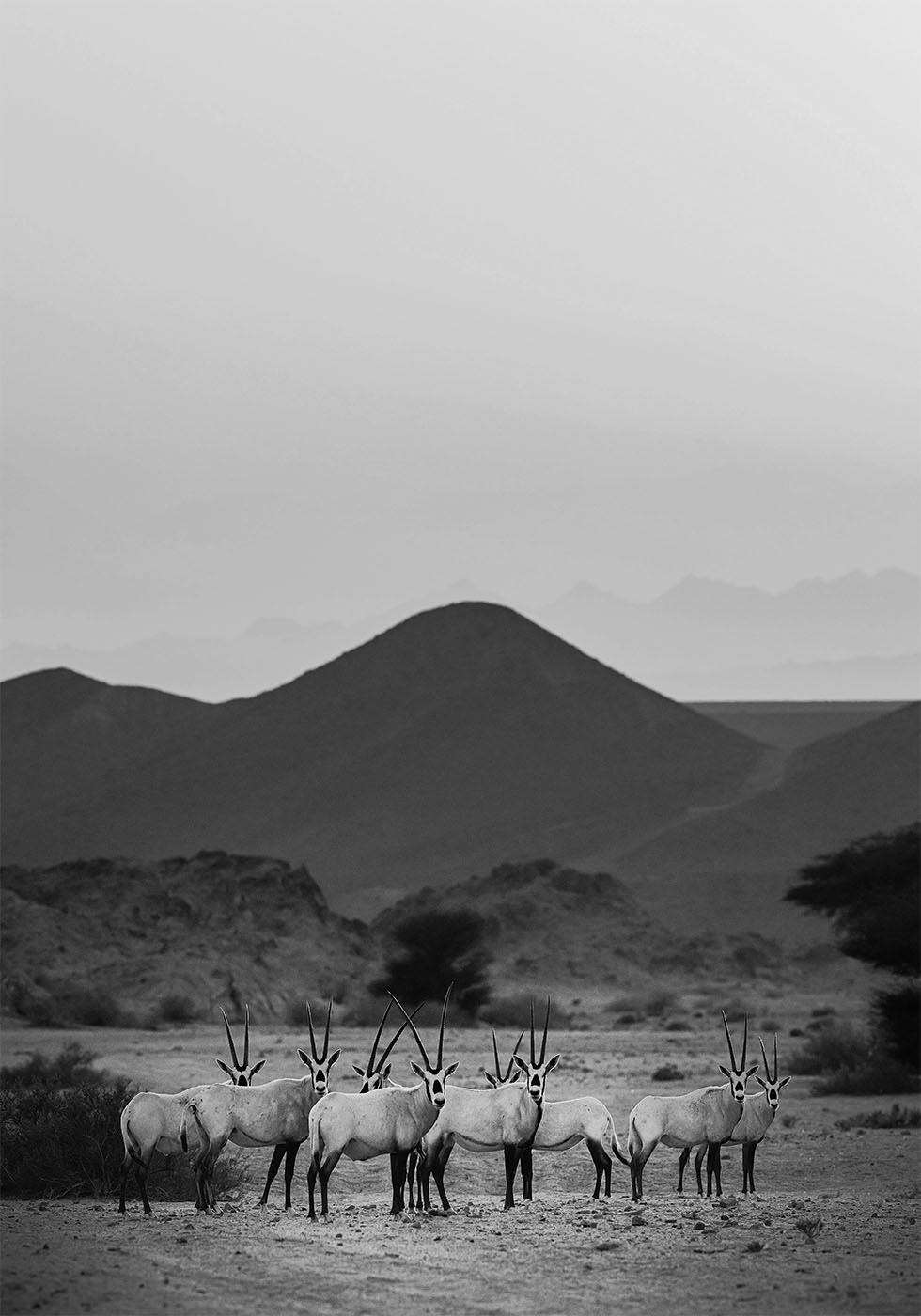 Arabian Oryx Walk The Sands Poster