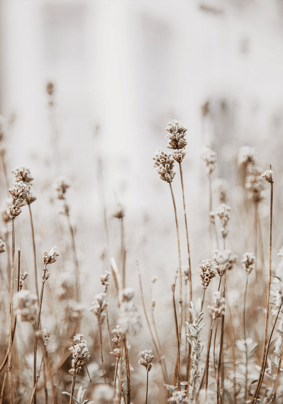 Autumn Dried Flowers Poster