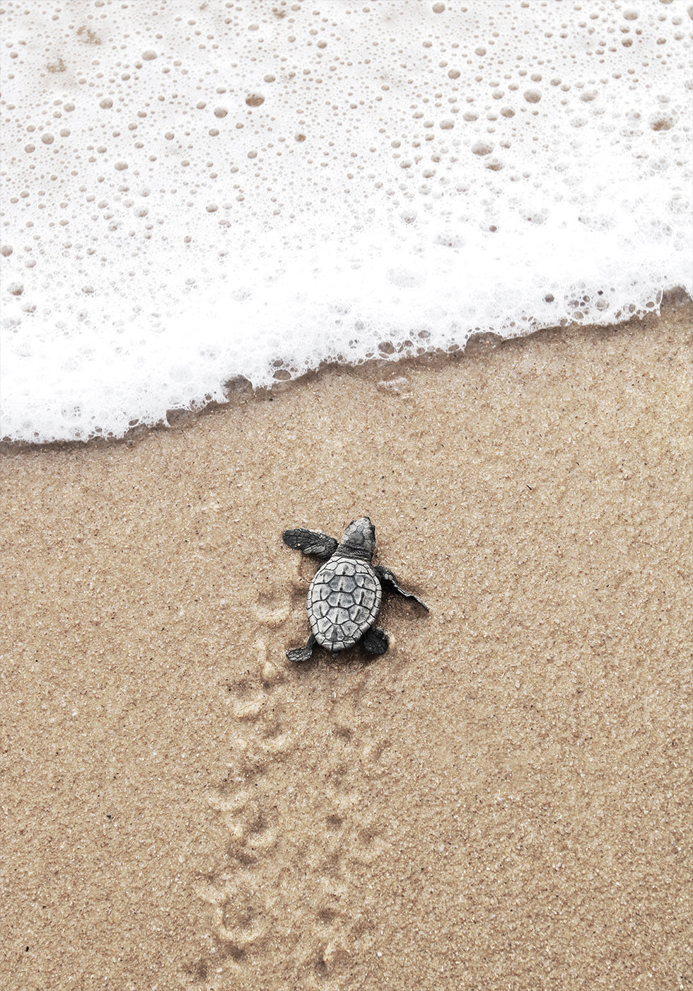 Baby Turtle Runs Into The Water Poster