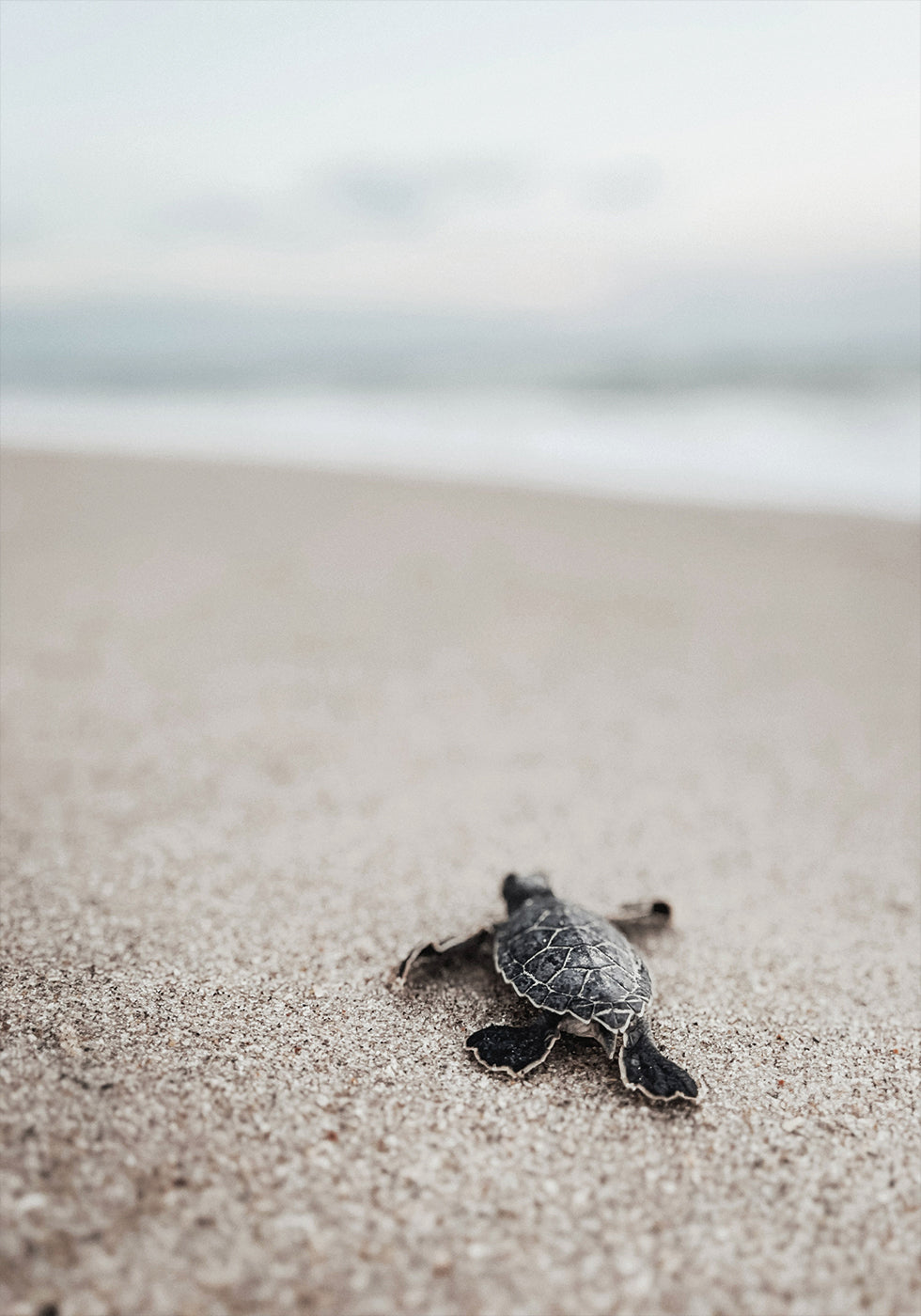 Baby Turtle Runs Into The Water Poster