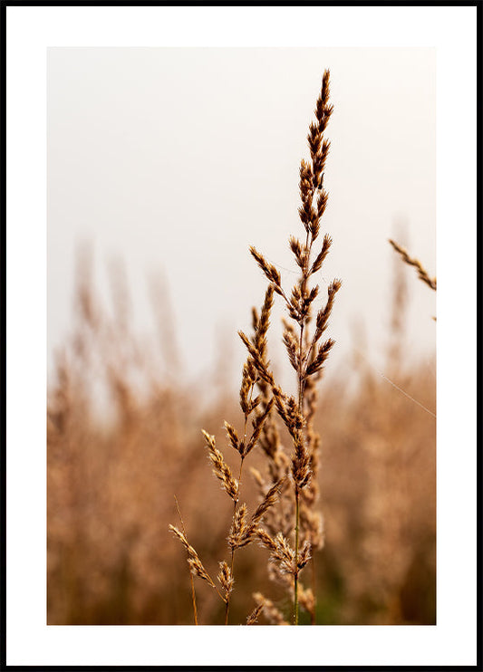 Beach Grass Poster