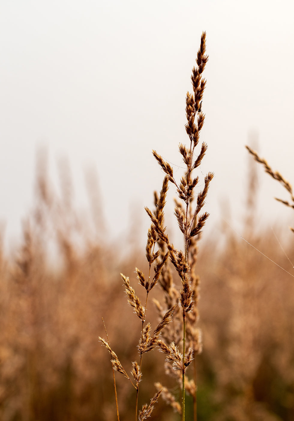 Beach Grass Poster