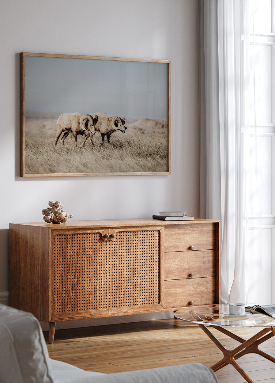 Bighorn Sheep in Field Poster