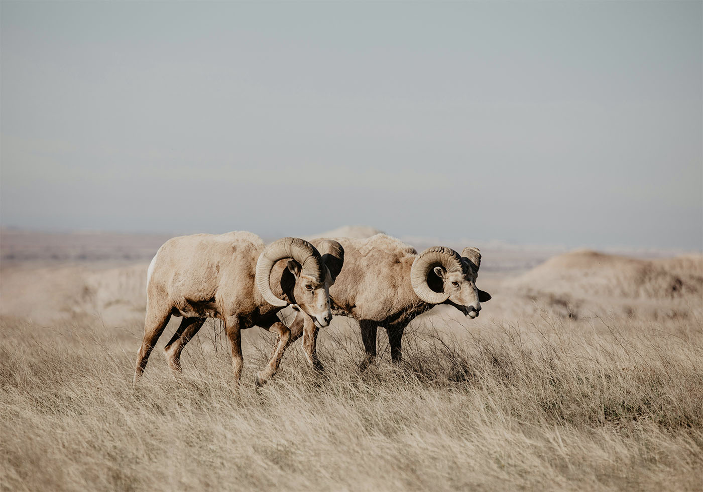 Bighorn Sheep in Field Poster