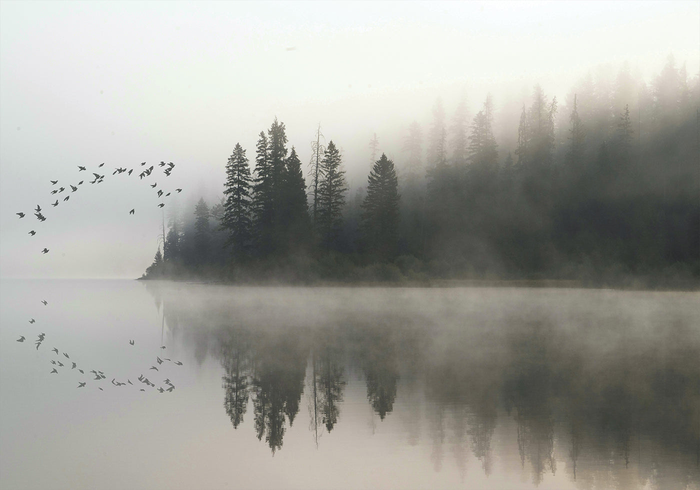 Birds In Nature Poster