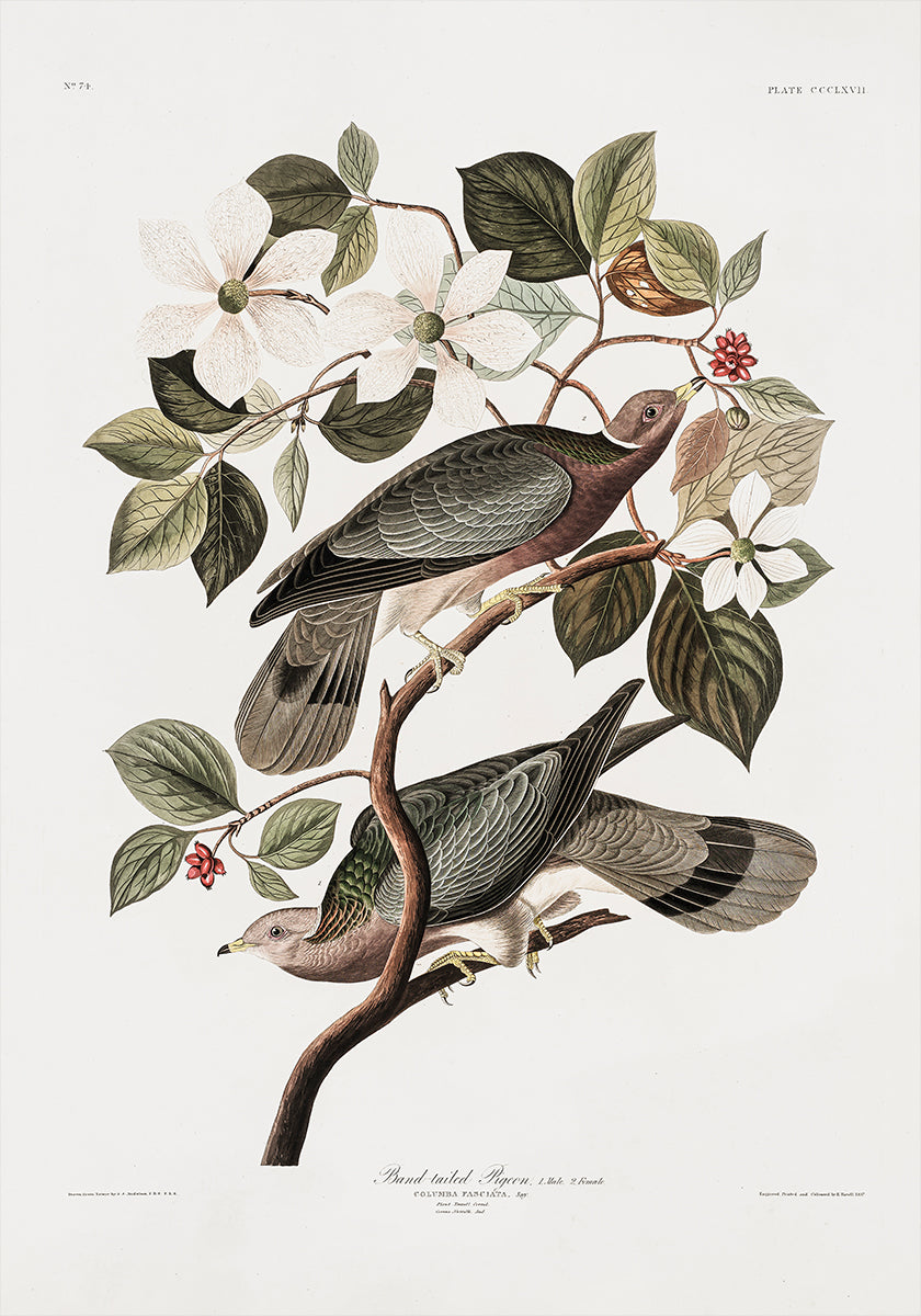 Brand Tailed Pigeon From Birds Of America 1827 Poster