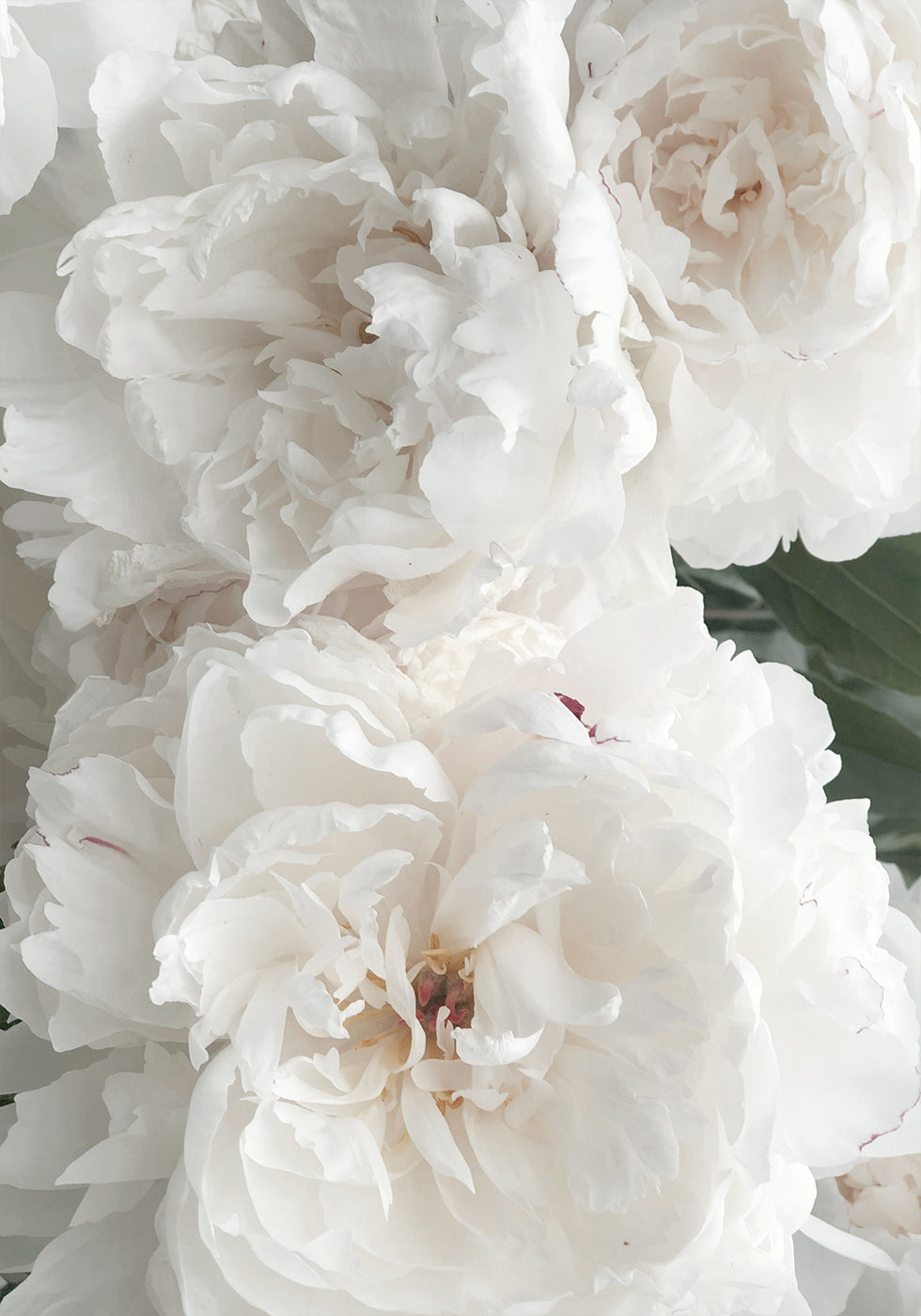 Bouquet Of White Peonies Poster