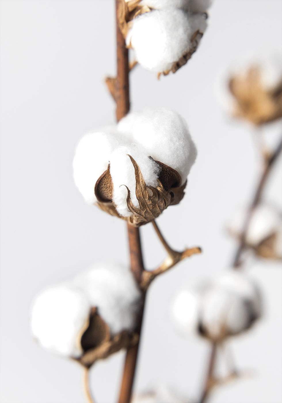 Branches of Fluffy Cotton Poster