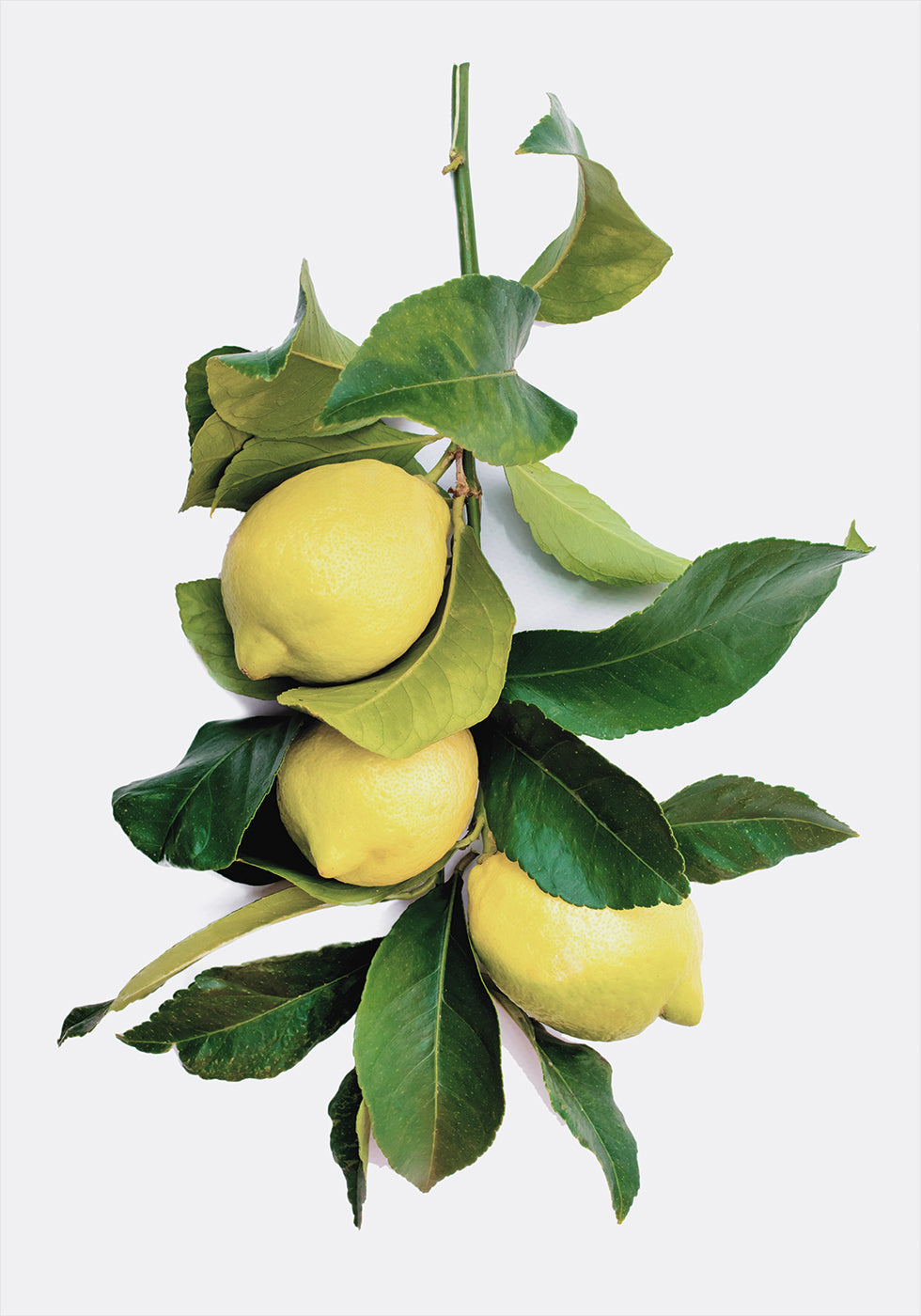 Branch with Lemons Poster