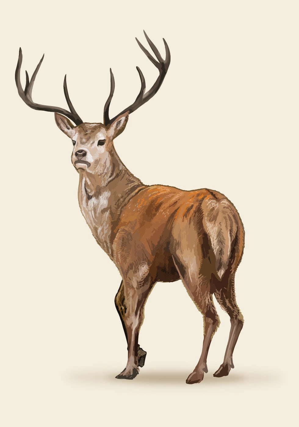 Brown Deer Poster