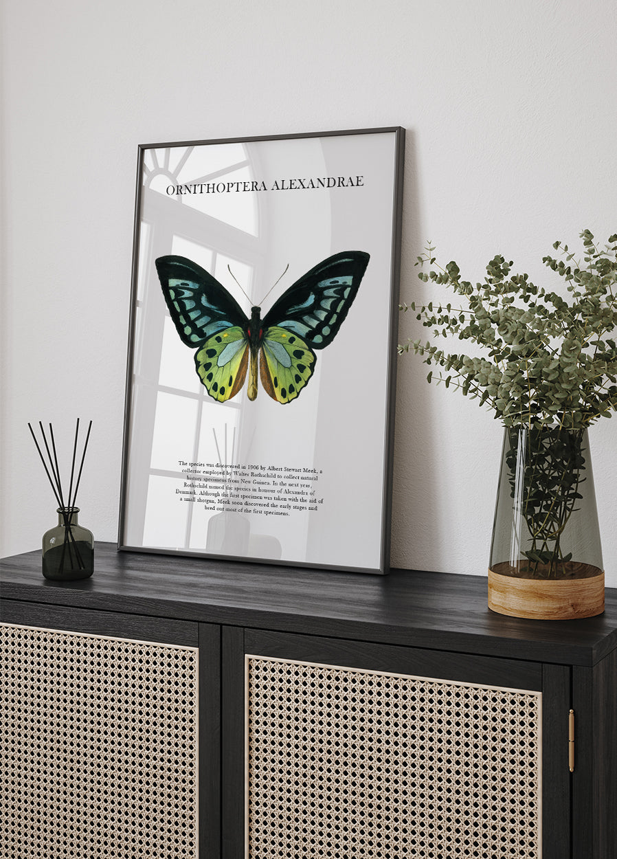 Butterfly Display Poster