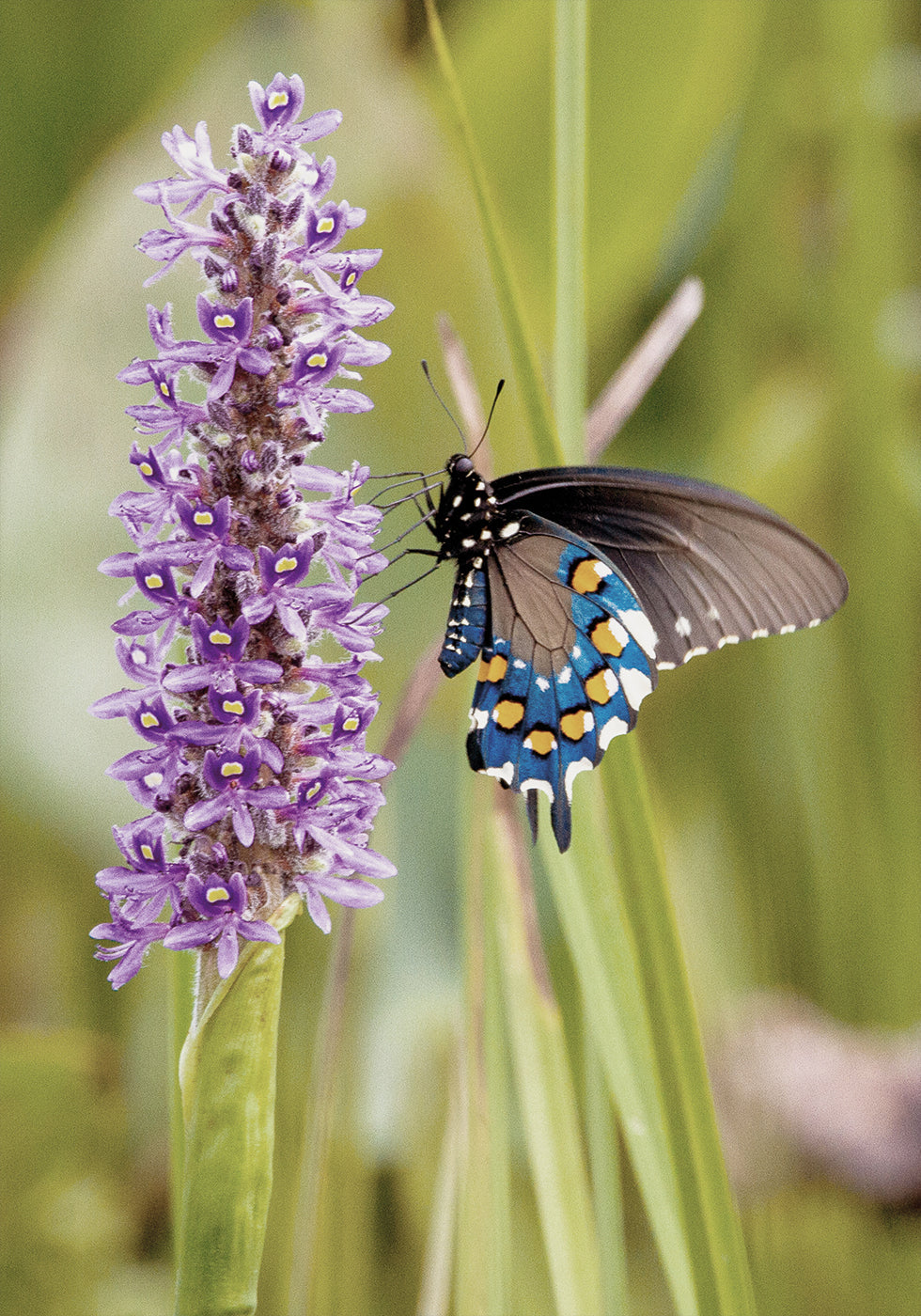 Butterfly On A Flower Poster