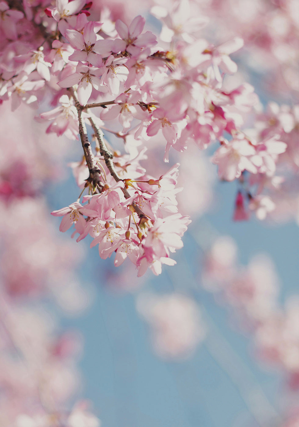 Cherry Blossom Poster