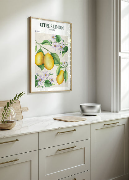 Citrus Limon Poster