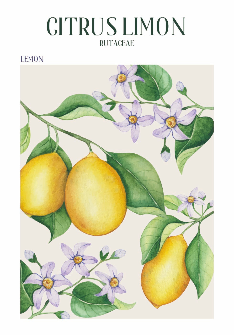 Citrus Limon Poster