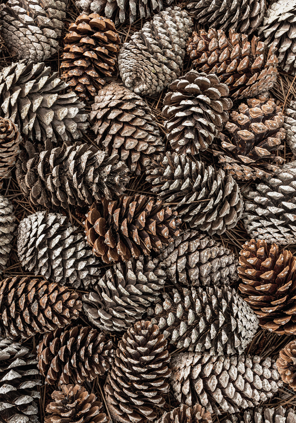 Pine Cones Texture Poster