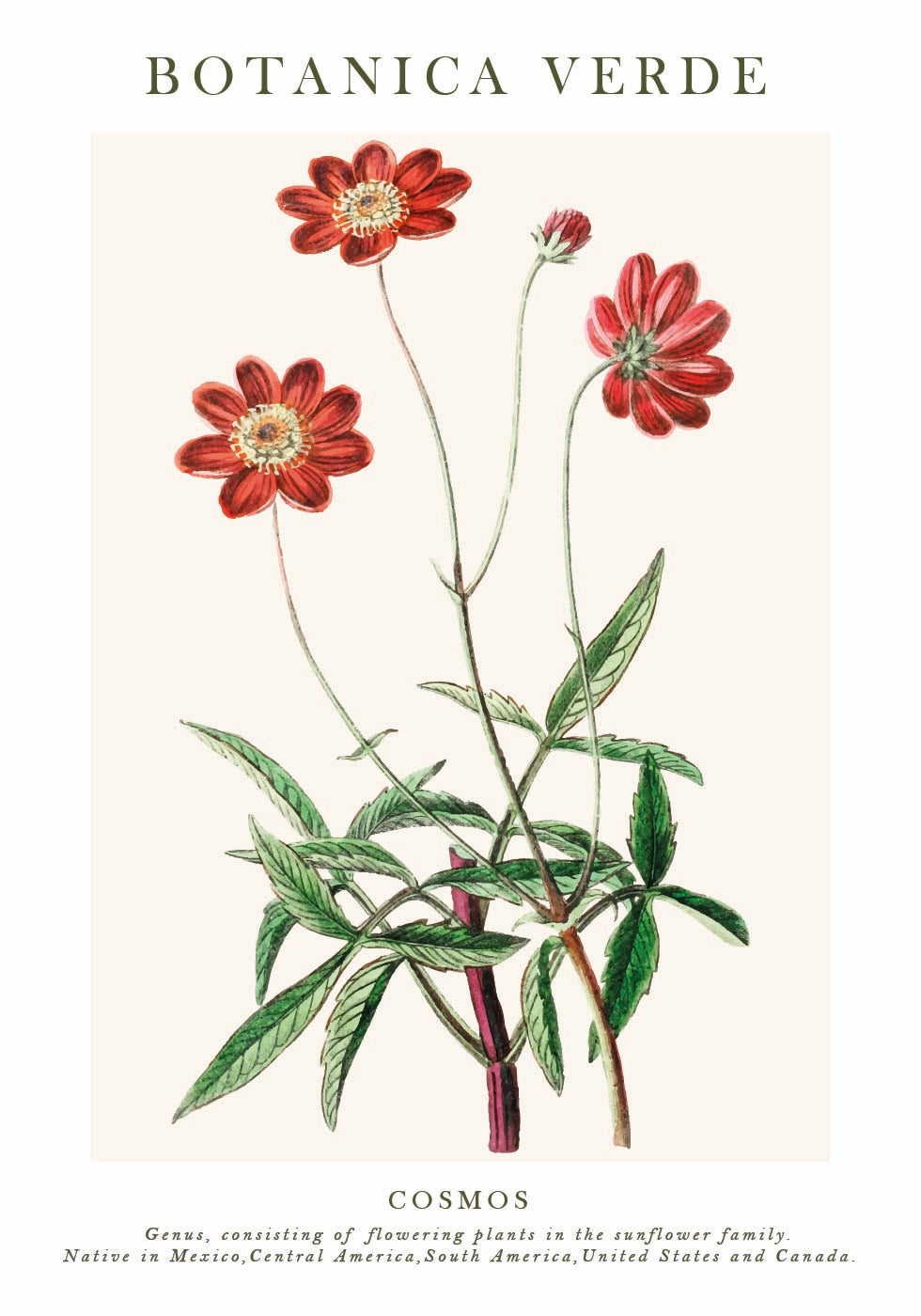 Cosmos Botanical Poster