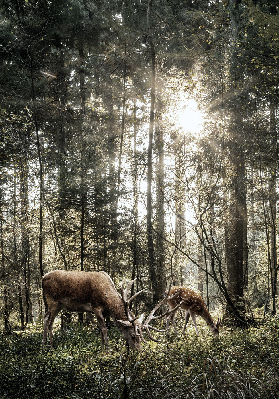 Deer In Forest Poster