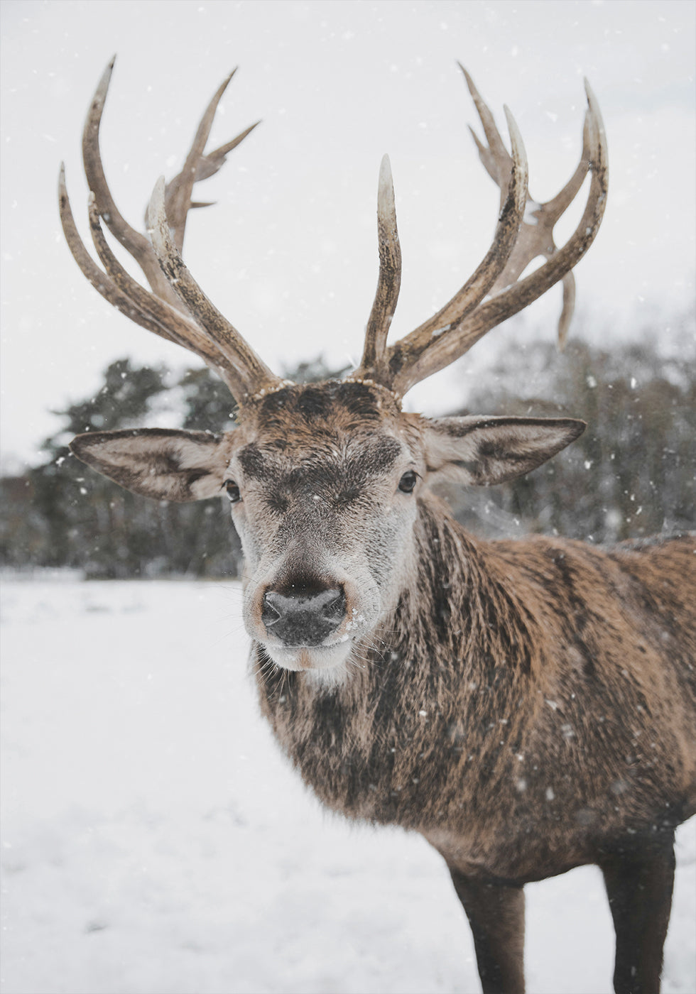 Deer In The Snow Poster