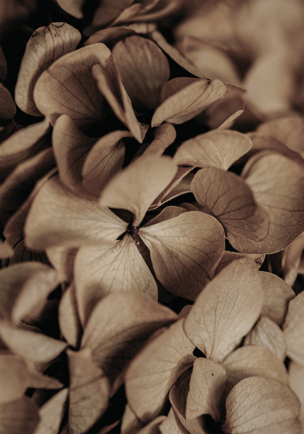 Dried Hydrangea Poster