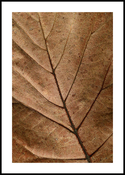 Dry Leaf Poster