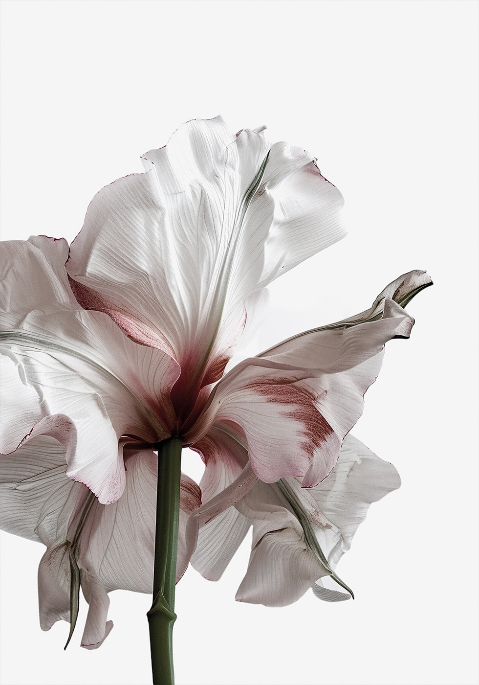 Wilting Beauty: A Drying Flower Poster