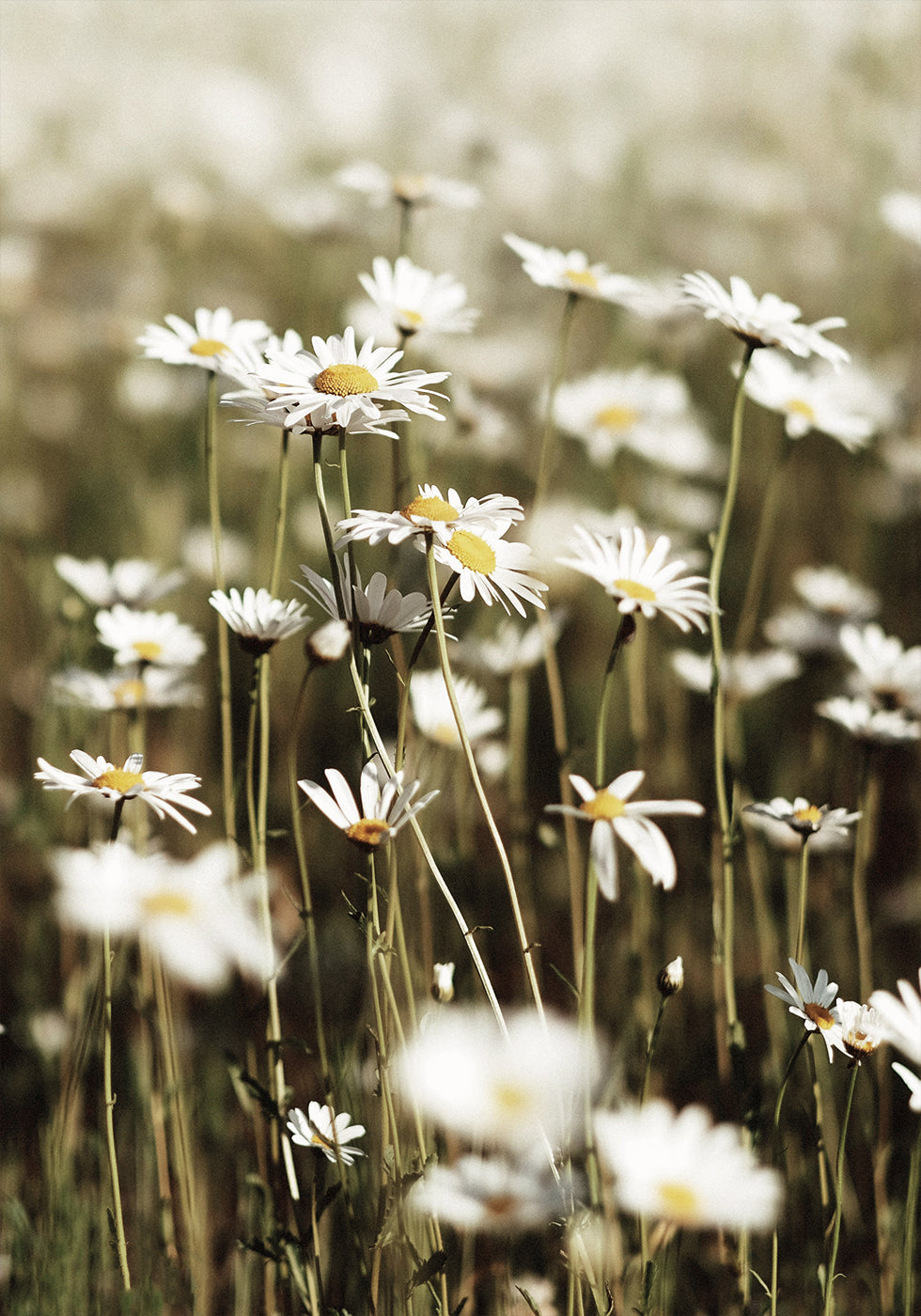 Field Of Daisies Poster