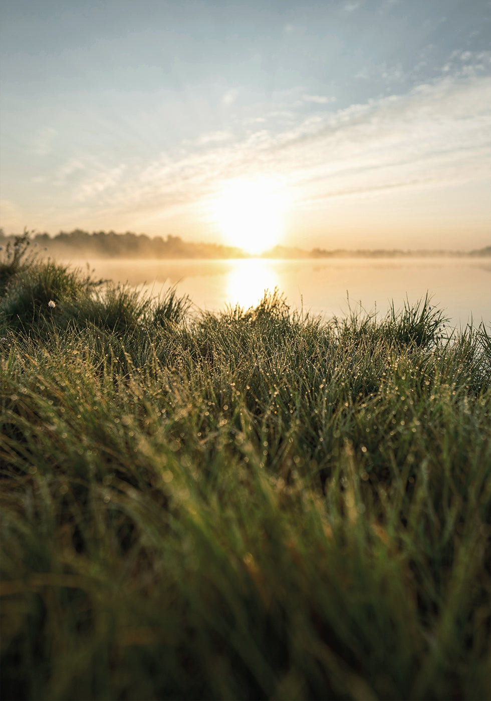 Foggy Summer Morning Poster