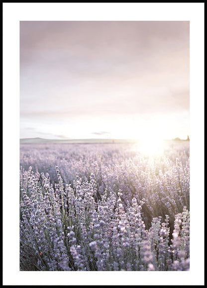 Sunset Sky Over Lavender Field Poster