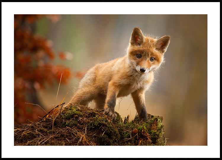 Fox  Poster