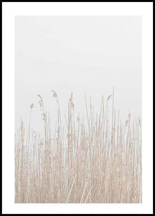 Grass In Fog Poster