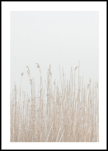 Grass In Fog Poster