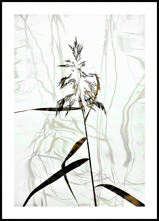 Reed Poster