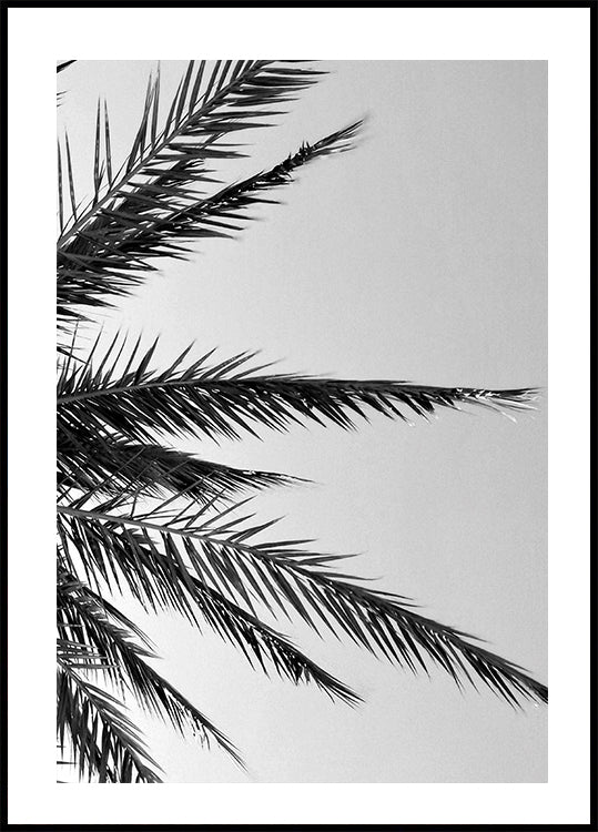 Palm Leaves Poster