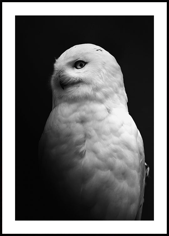 Owl B&W Poster