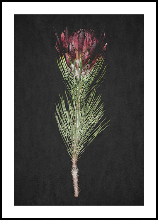 Protea Serenity
