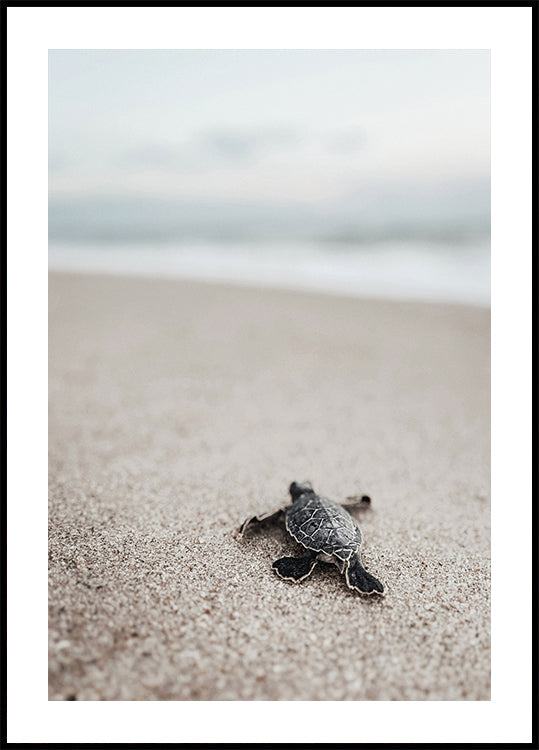 Baby Turtle Runs Into The Water Poster