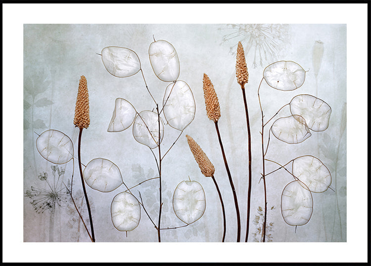 Lunaria  Poster