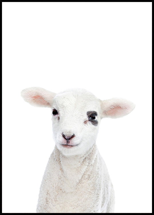 Baby Lamb