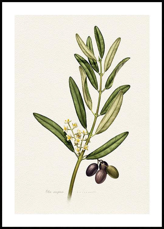 Olea Europaea Poster