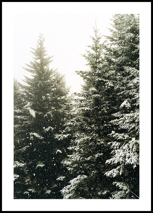 Snowy Evergreen Forest Poster