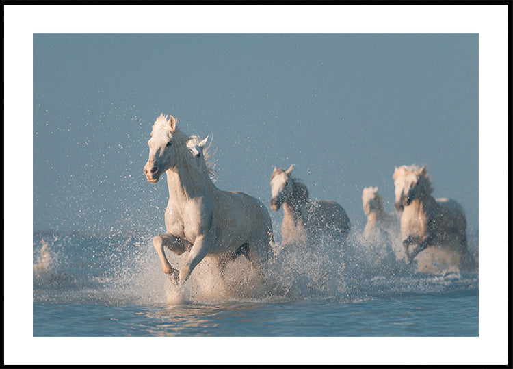 Angels of Camargue Poster