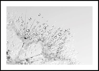 Dandelion Flower with Dew – Macro Perspective Poster