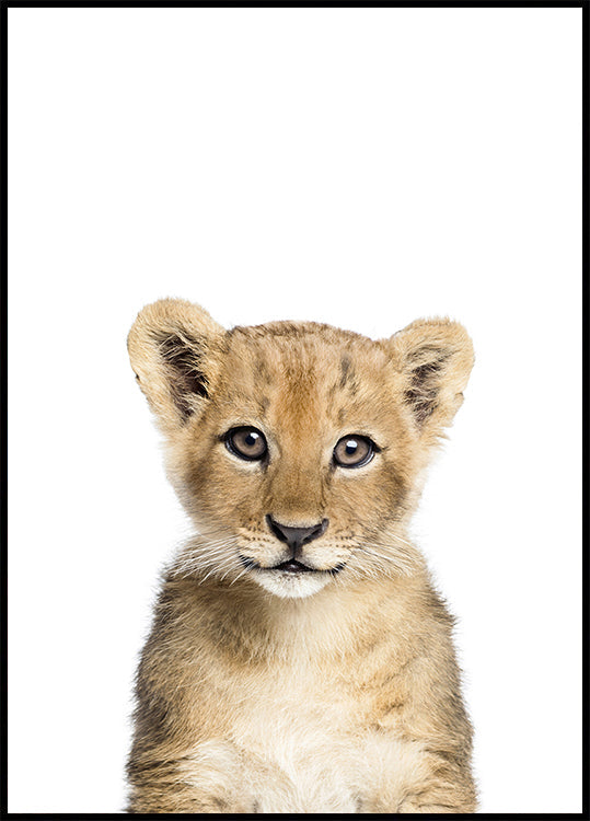 Baby Lion